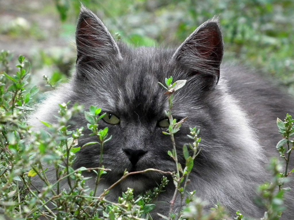 A cat in hiding in shrubs and grass