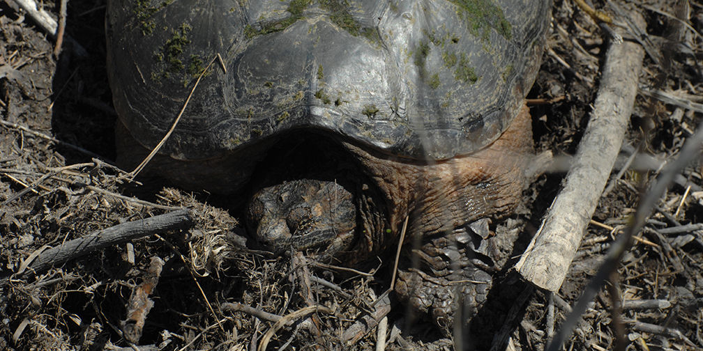 Snapping turtle, Lost Bay Nature Reserve  © Noah Cole