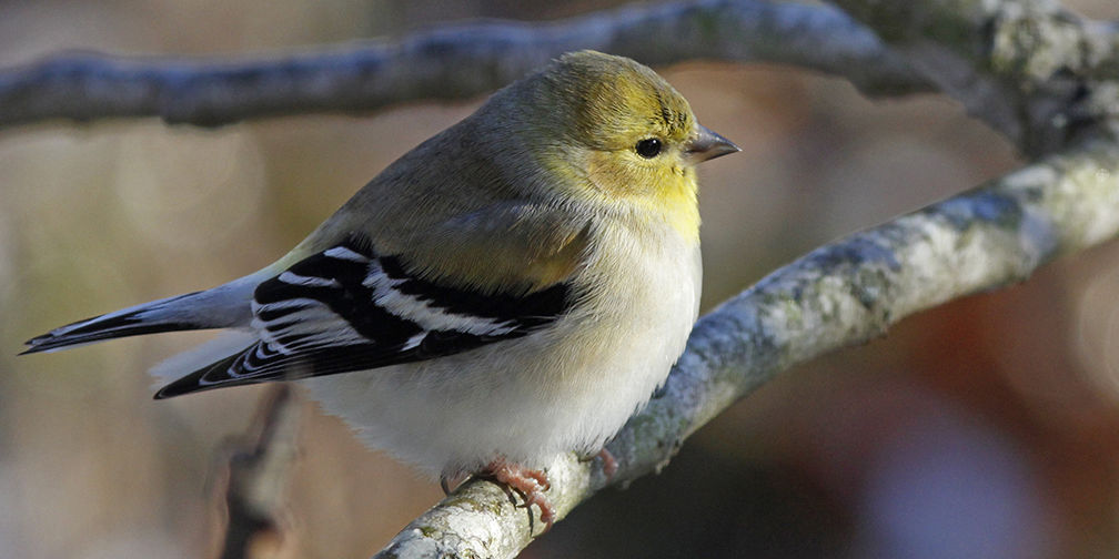 American goldfinch winter plumage