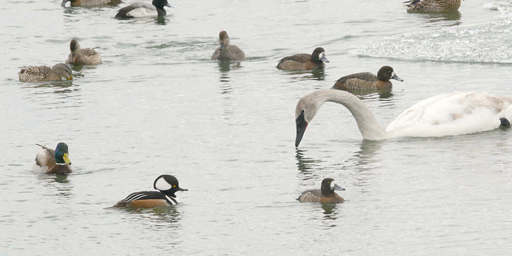 Hooded merganser, scaup, mallard ducks and trumpeter swan