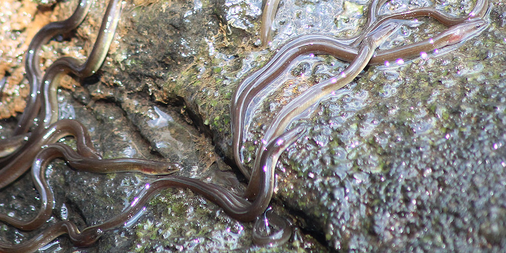 American eel elvers