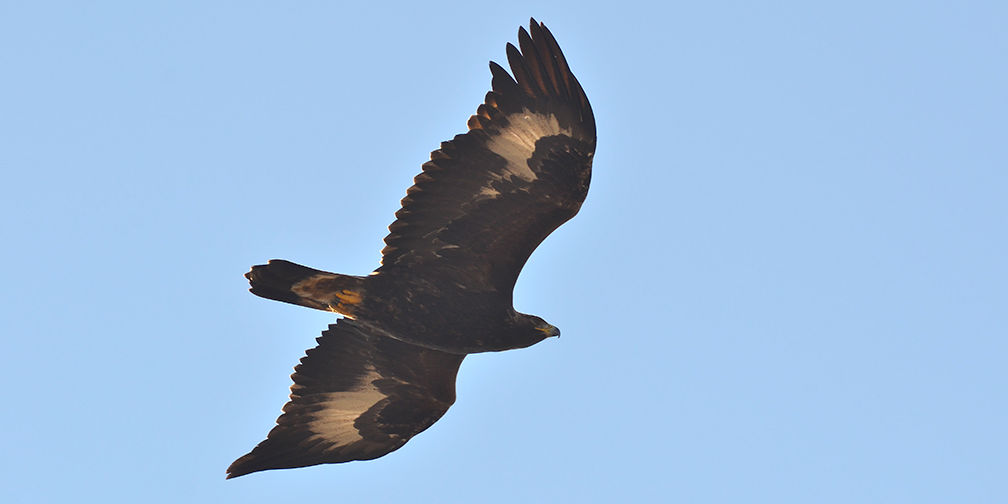 juvenile golden eagle