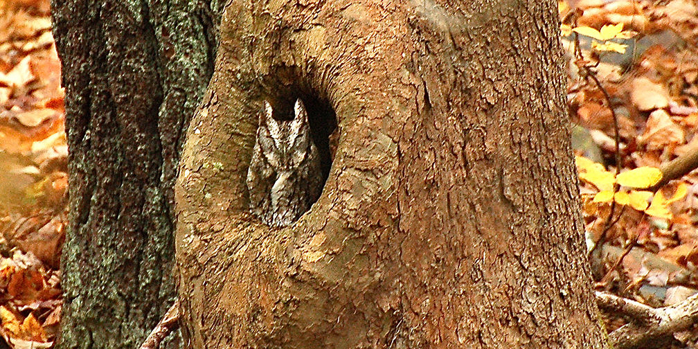 screech owl in tree cavity