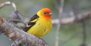 Western tanager (bird) on a branch