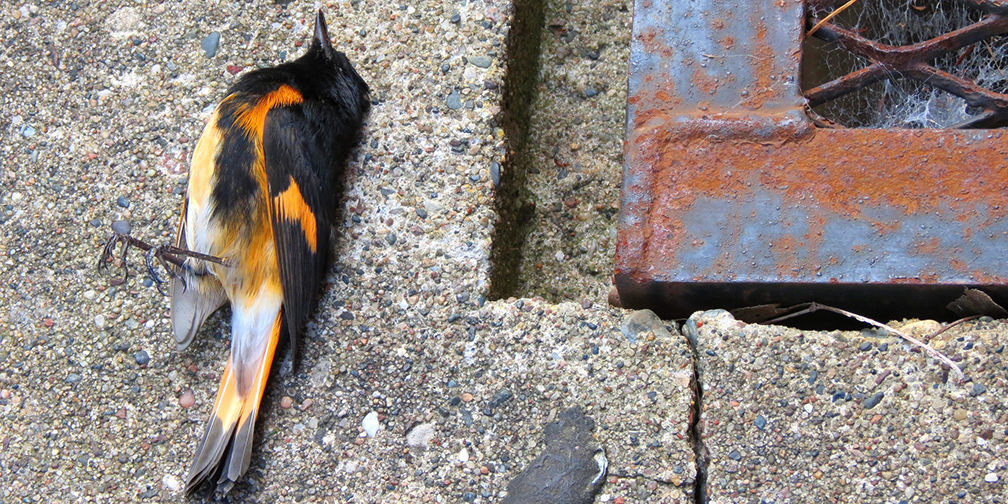 dead redstart warbler, window impact