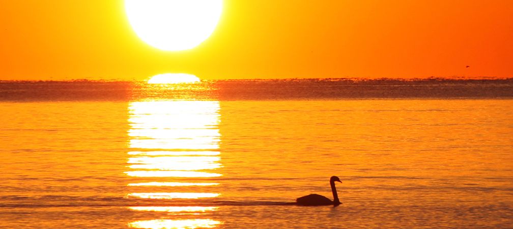 Sunrise swan