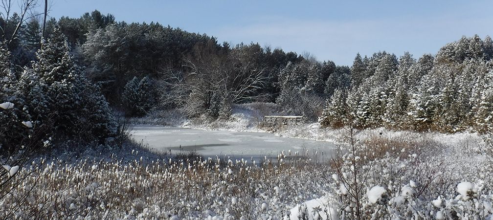 Cawthra Mulock Nature Reserve wetland and forest in winter