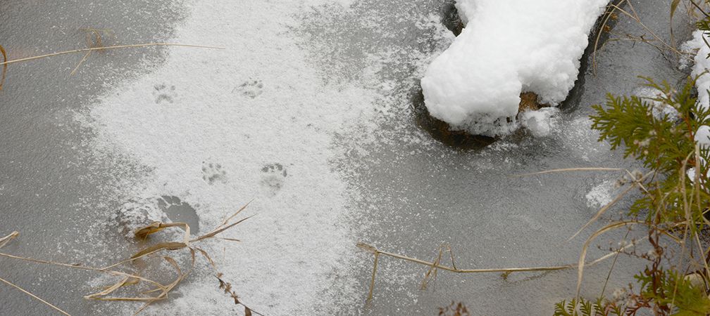 Skunk tracks in the snow, Kinghurst Forest Nature Reserve