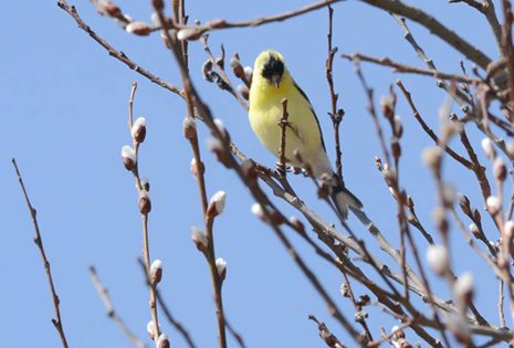 American Goldfinch in a tree
