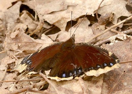 A Mourning Cloak Butterfly on leaves
