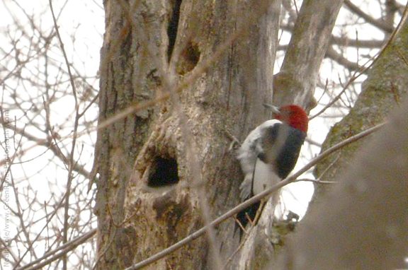A Redheaded Woodpecker in a tree