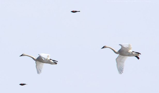 Tundra swans and red-winged blackbirds, Long Point World Biosphere Reserve