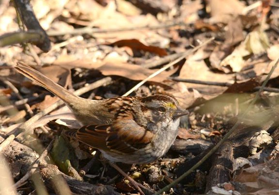 A White-Throated Sparrow in leaves