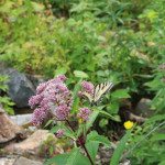 Tiger swallowtail enjoying the Joe-pye weed