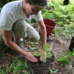 Colleen Middleton planting blue cohosh