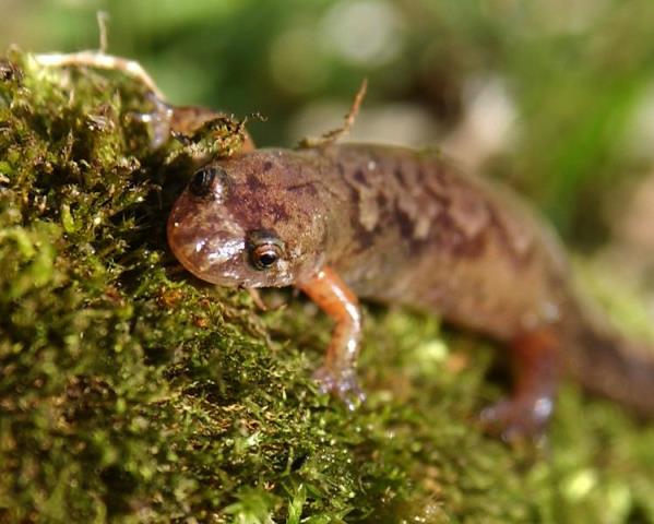 Mountain Dusky Salamander on a mossy log