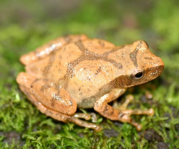 Close-up of a Spring Peeper frog on moss