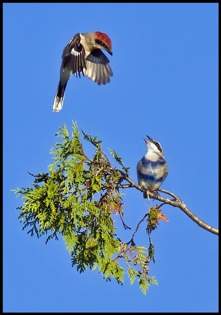 Two Shrikes flying after being released for the Wildlife Preservation Canada breeding center
