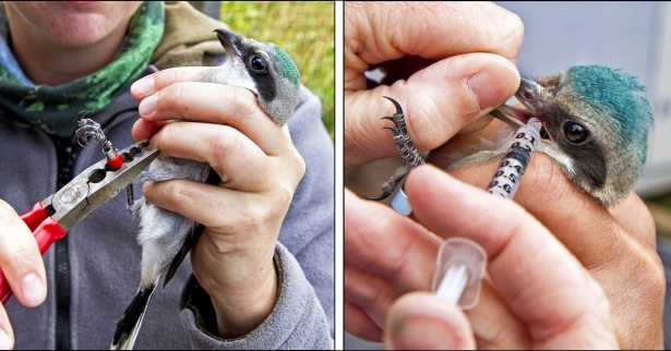 Giving a bird medication and identification tag