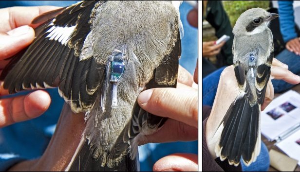 A geolocator attached to a bird