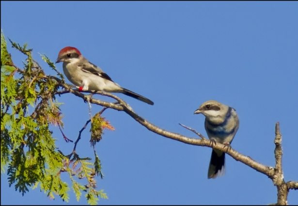 Two released Shrikes on a branch