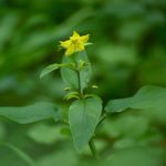 Fringed loosestrife is a native wildflower that grows in damp areas of Ontario’s Great Lakes and boreal forest regions.