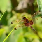 Calico pennant dragonfly, Kinghurst Forest Nature Reserve