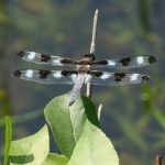 Twelve-spotted skimmer dragonflies feed on flying insects near wetlands and ponds