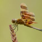 Halloween pennant dragonflies typically rest atop of branches, grasses and other perches in meadows near bodies of water.