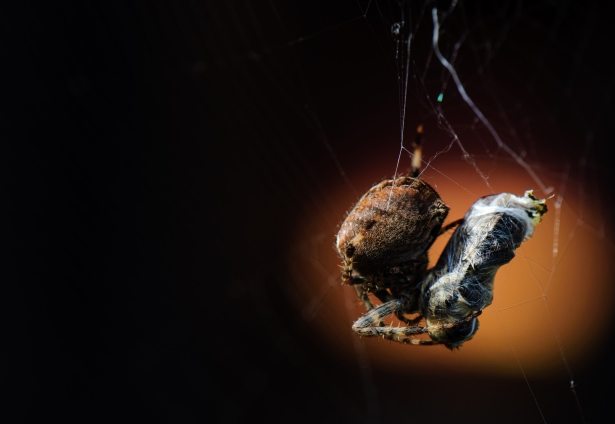 Cross-Orb Weave Spider and a bee stuck in its web
