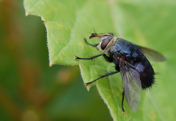 A very large fly on a leaf