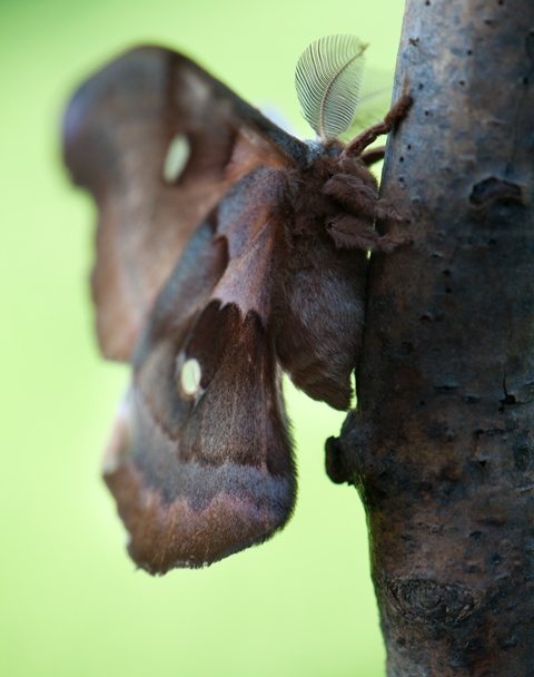 A Polyphemus moth on a tree
