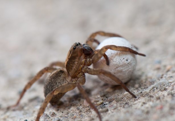 A spider on sand