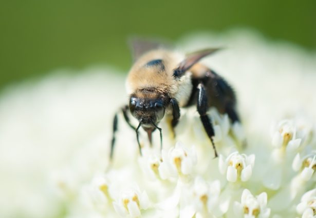 A close-up of a bee pollinating flowers