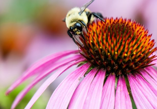 A bee looking for nectar on a coneflower