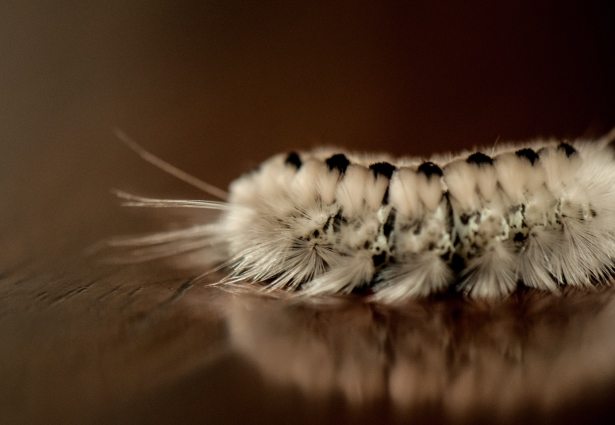 Close-up of a Hickory Tussock moth caterpillar