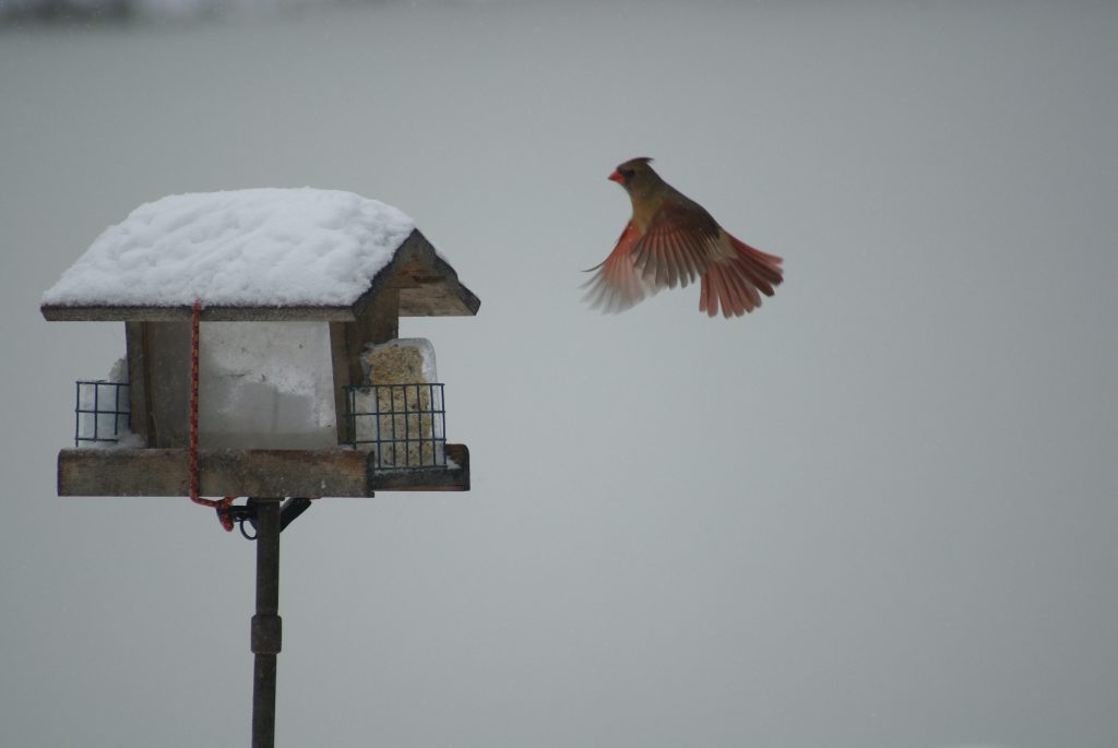 A bird approaching a bird feeder house