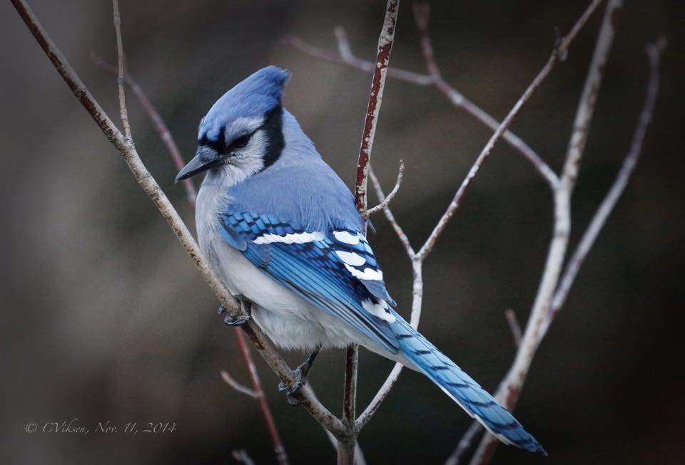 A Blue Jay perched on a branch