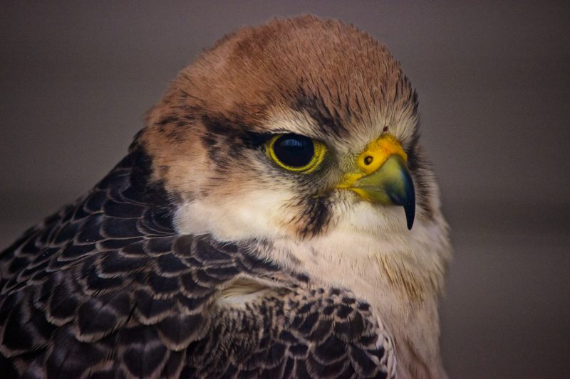 A close-up of a Kestrel Hawk