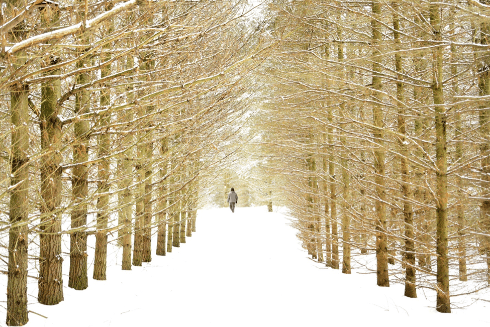 A person walking through the Oak Ridges Trail in winter