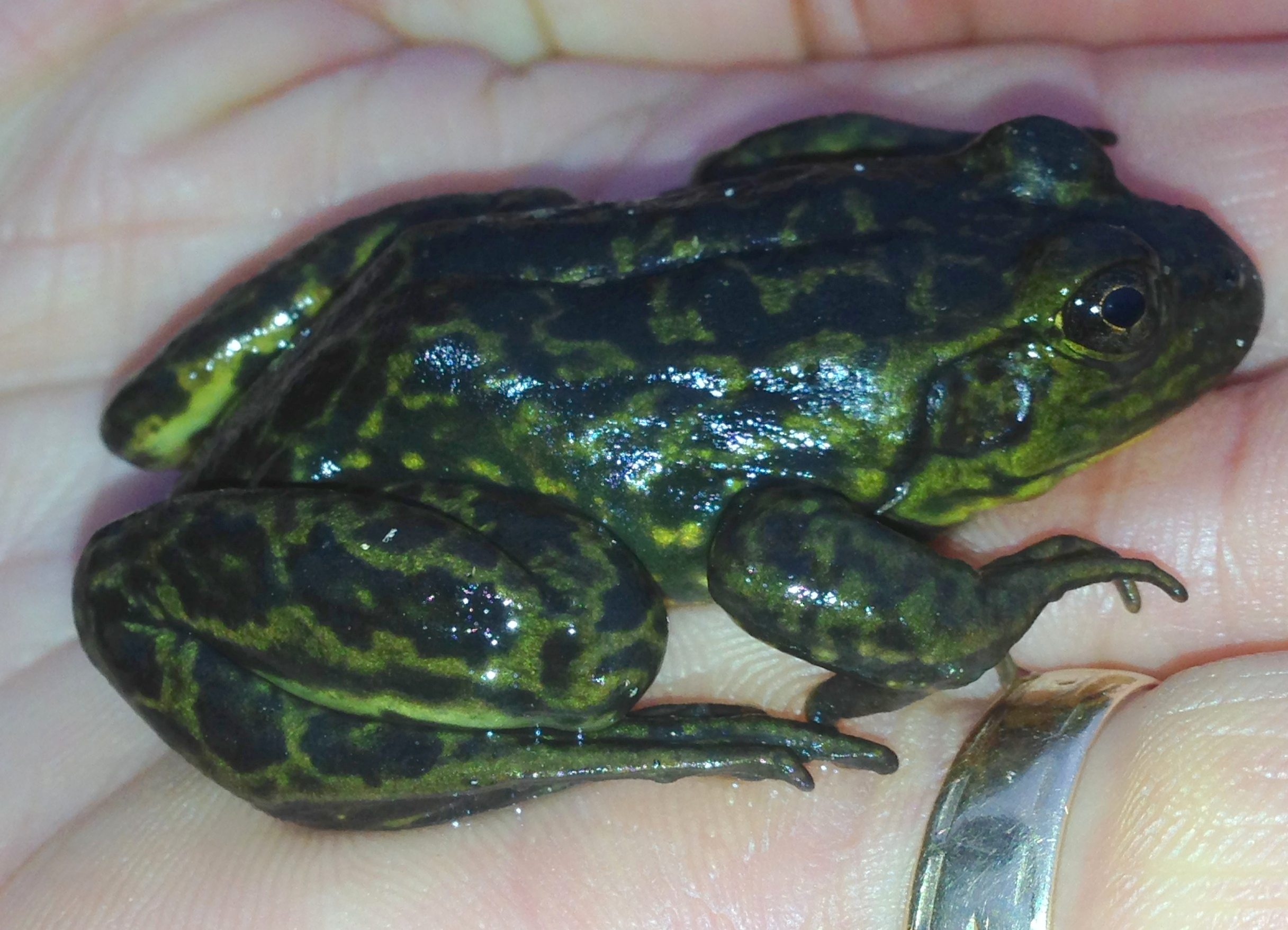 A Mink Frog on a hand in winter
