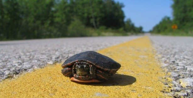 A young midland painted turtle on a road