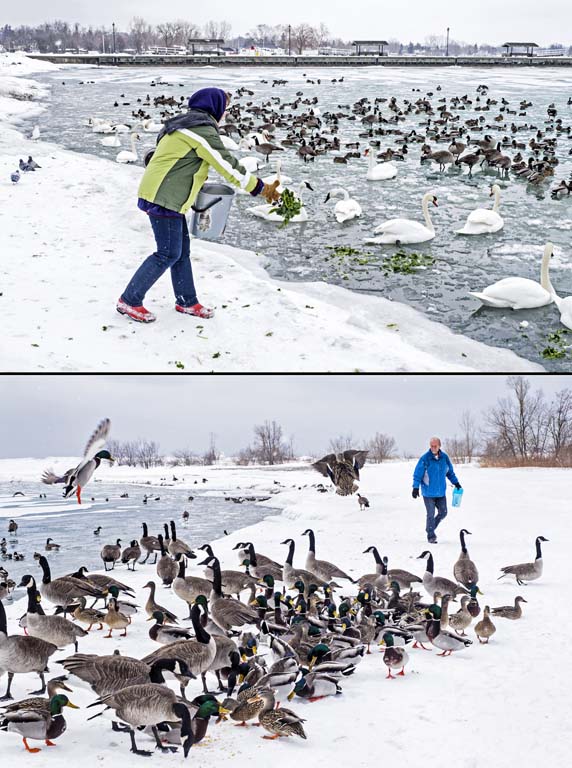 Feeding the swans and geese in the icy water during winter
