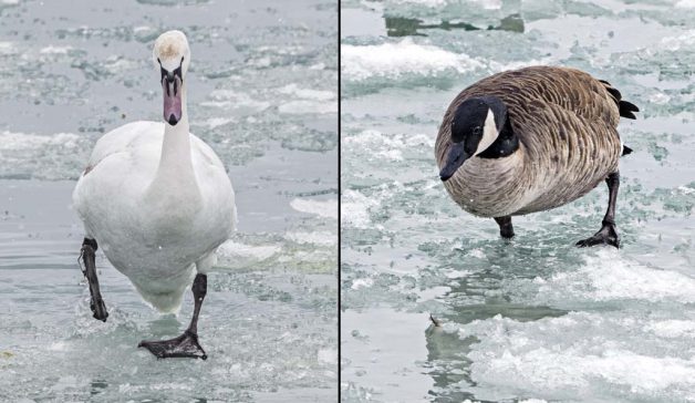 A swan and a goose in the icy water
