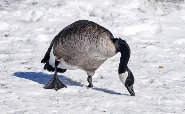 A goose looking for food in the snow
