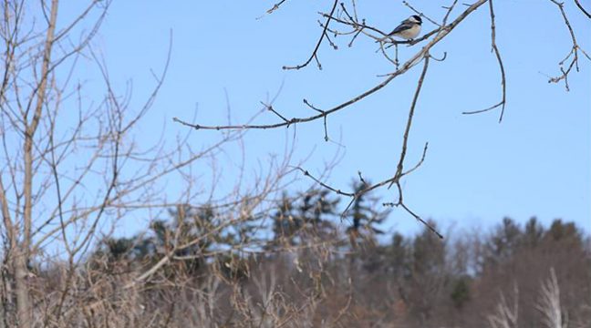 A black-capped chickadee perches on maple boughs, above the Oak Ridges Moraine's mature pines at the Rice Lake Conservation Area. Oak Ridges Moraine