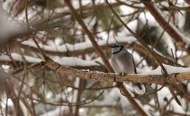 A Blue Jay in a snowy tree