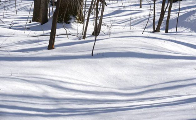 Contrasting tree shadows on the snow