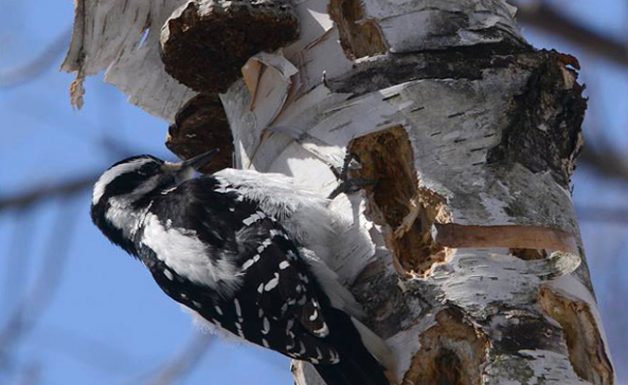 Hairy Woodpecker searching for insects in a paper birch tree