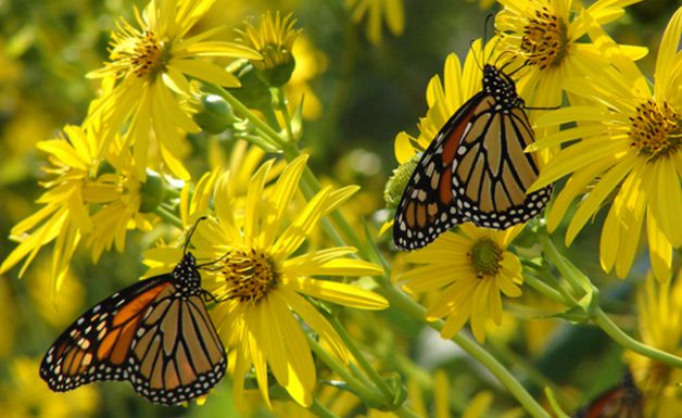 Monarch butterflies feeding from cup-plant flowers